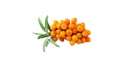 Ягода Облепиха с/м "Agama"  1кг